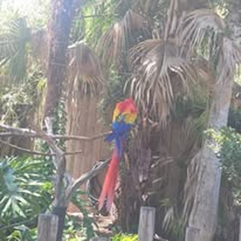 A colorful scarlet macaw perched in palm trees at the zoo.